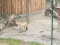 Wildpark Rotfuchs 2 120x90