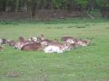 Wildpark Rothirsch