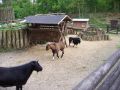 Wildpark Ziege 2